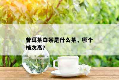 普洱茶白茶是什么茶，哪个档次高？