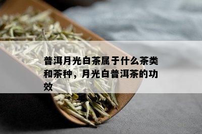 普洱月光白茶属于什么茶类和茶种，月光白普洱茶的功效