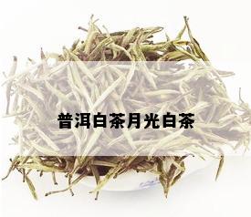 普洱白茶月光白茶