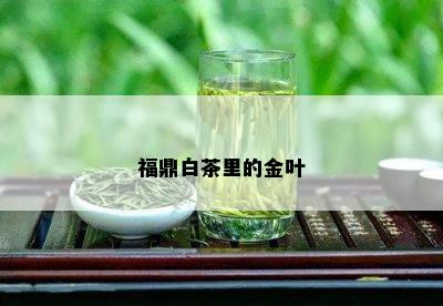 福鼎白茶里的金叶