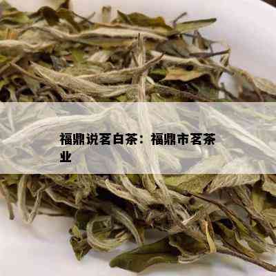 福鼎说茗白茶：福鼎市茗茶业