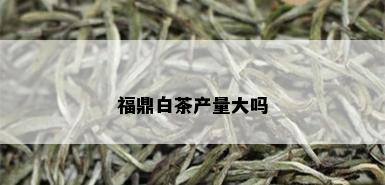 福鼎白茶产量大吗