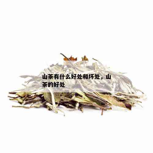 山茶有什么好处和坏处，山茶的好处