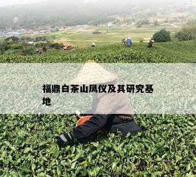 福鼎白茶山凤仪及其研究基地