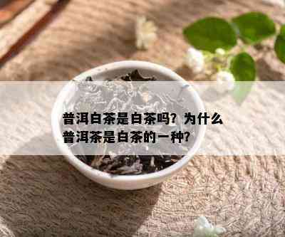 普洱白茶是白茶吗？为什么普洱茶是白茶的一种？