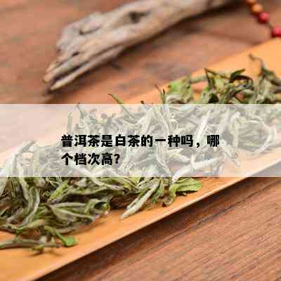 普洱茶是白茶的一种吗，哪个档次高？