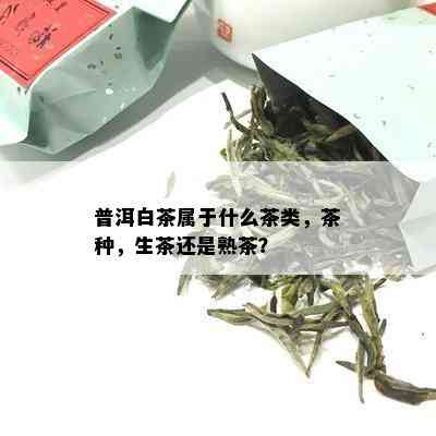 普洱白茶属于什么茶类，茶种，生茶还是熟茶？