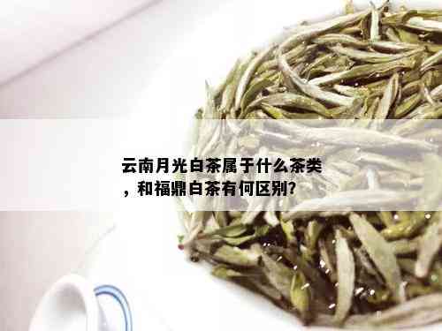 云南月光白茶属于什么茶类，和福鼎白茶有何区别？