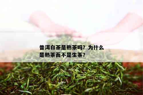 普洱白茶是熟茶吗？为什么是熟茶而不是生茶？