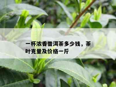 一杯浓香普洱茶多少钱，茶叶克量及价格一斤