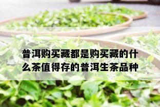 普洱购买藏都是购买藏的什么茶值得存的普洱生茶品种