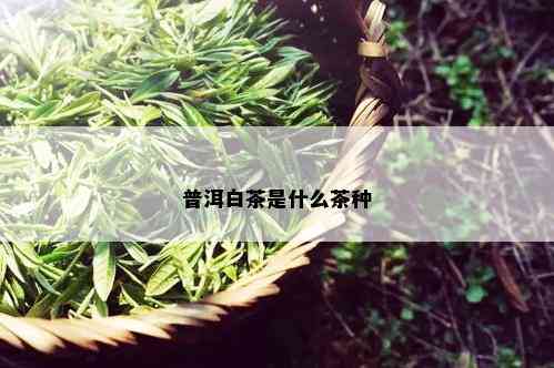 普洱白茶是什么茶种