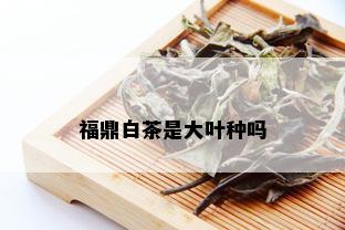 福鼎白茶是大叶种吗