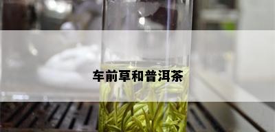 车前草和普洱茶