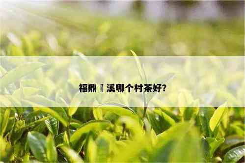 福鼎磻溪哪个村茶好？