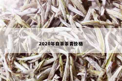 2020年白茶茶青价格