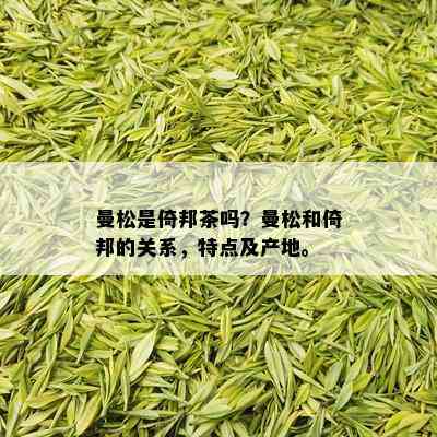 曼松是倚邦茶吗？曼松和倚邦的关系，特点及产地。