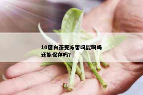 10度白茶受冻害吗能喝吗还能保存吗？