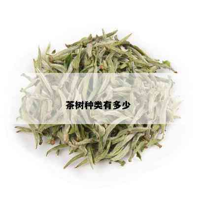 茶树种类有多少