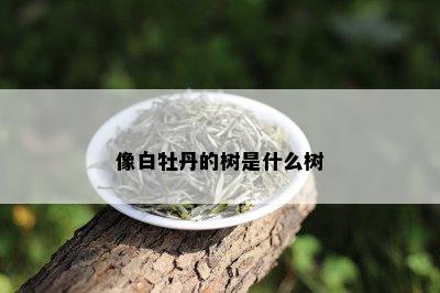 像白牡丹的树是什么树