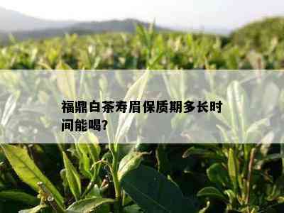 福鼎白茶寿眉保质期多长时间能喝？