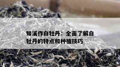 知溪作白牡丹：全面了解白牡丹的特点和种植技巧