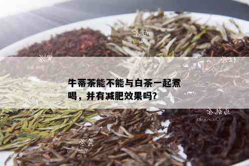 牛蒂茶能不能与白茶一起煮喝，并有减肥效果吗？