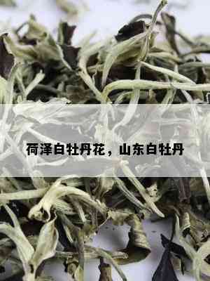 荷泽白牡丹花，山东白牡丹