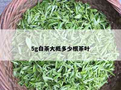 5g白茶大概多少根茶叶