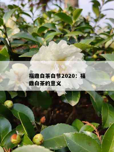 福鼎白茶白节2020：福鼎白茶的意义