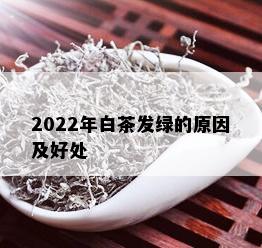 2022年白茶发绿的原因及好处