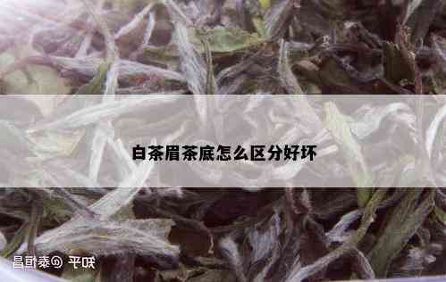 白茶眉茶底怎么区分好坏