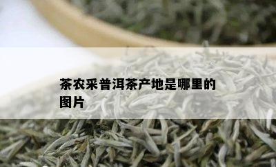 茶农采普洱茶产地是哪里的图片