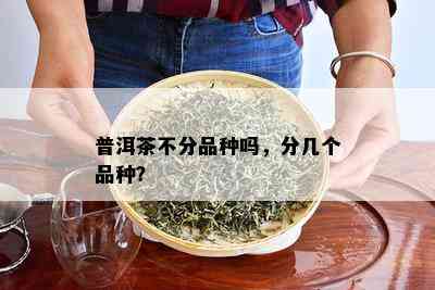 普洱茶不分品种吗，分几个品种？