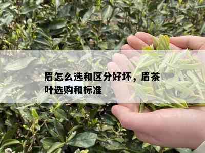 眉怎么选和区分好坏，眉茶叶选购和标准