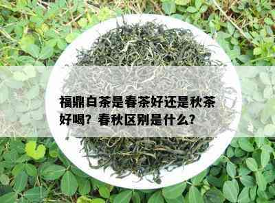 福鼎白茶是春茶好还是秋茶好喝？春秋区别是什么？