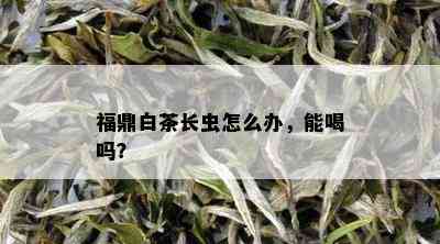 福鼎白茶长虫怎么办，能喝吗？