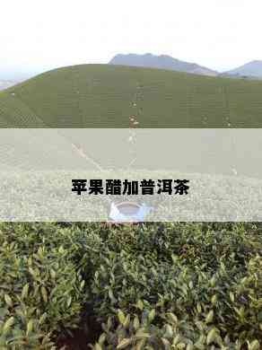 苹果醋加普洱茶