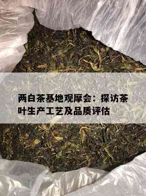 两白茶基地观摩会：探访茶叶生产工艺及品质评估