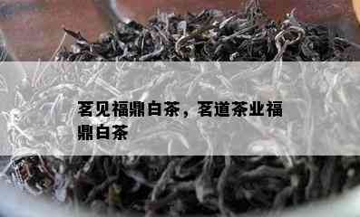 茗见福鼎白茶，茗道茶业福鼎白茶