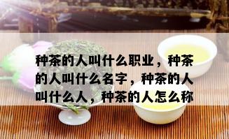 种茶的人叫什么职业，种茶的人叫什么名字，种茶的人叫什么人，种茶的人怎么称