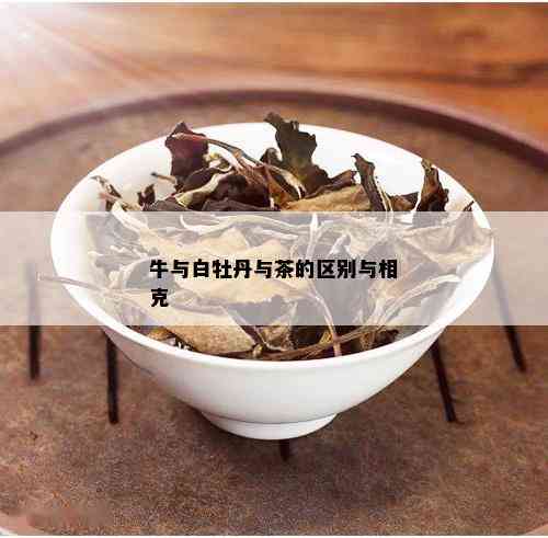 牛与白牡丹与茶的区别与相克