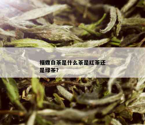 福鼎白茶是什么茶是红茶还是绿茶？