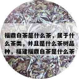 福鼎白茶是什么茶，属于什么茶类，并且是什么茶树品种，福建福鼎白茶是什么茶