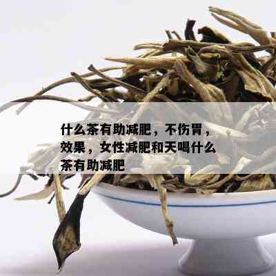 什么茶有助减肥，不伤胃，效果，女性减肥和天喝什么茶有助减肥