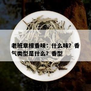 老班章樟香味：什么味？香气类型是什么？香型