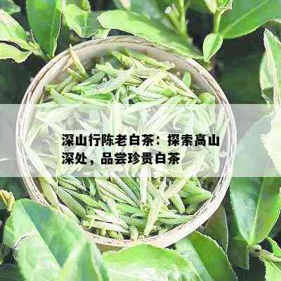 深山行陈老白茶：探索高山深处，品尝珍贵白茶