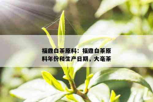 福鼎白茶原料：福鼎白茶原料年份和生产日期，大毫茶