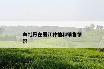 白牡丹在丽江种植和销售情况