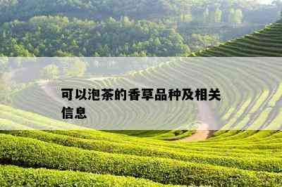 可以泡茶的香草品种及相关信息